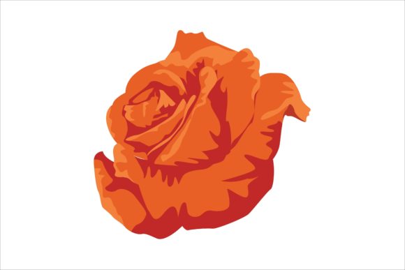 Orange Garden Roses Illustration Graphics and Illustrations Review