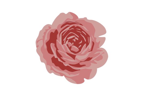 Pink Garden Roses Illustration: Graphics and Illustrations for Branding